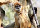動物図鑑・ジェフロイクモザルの写真 6